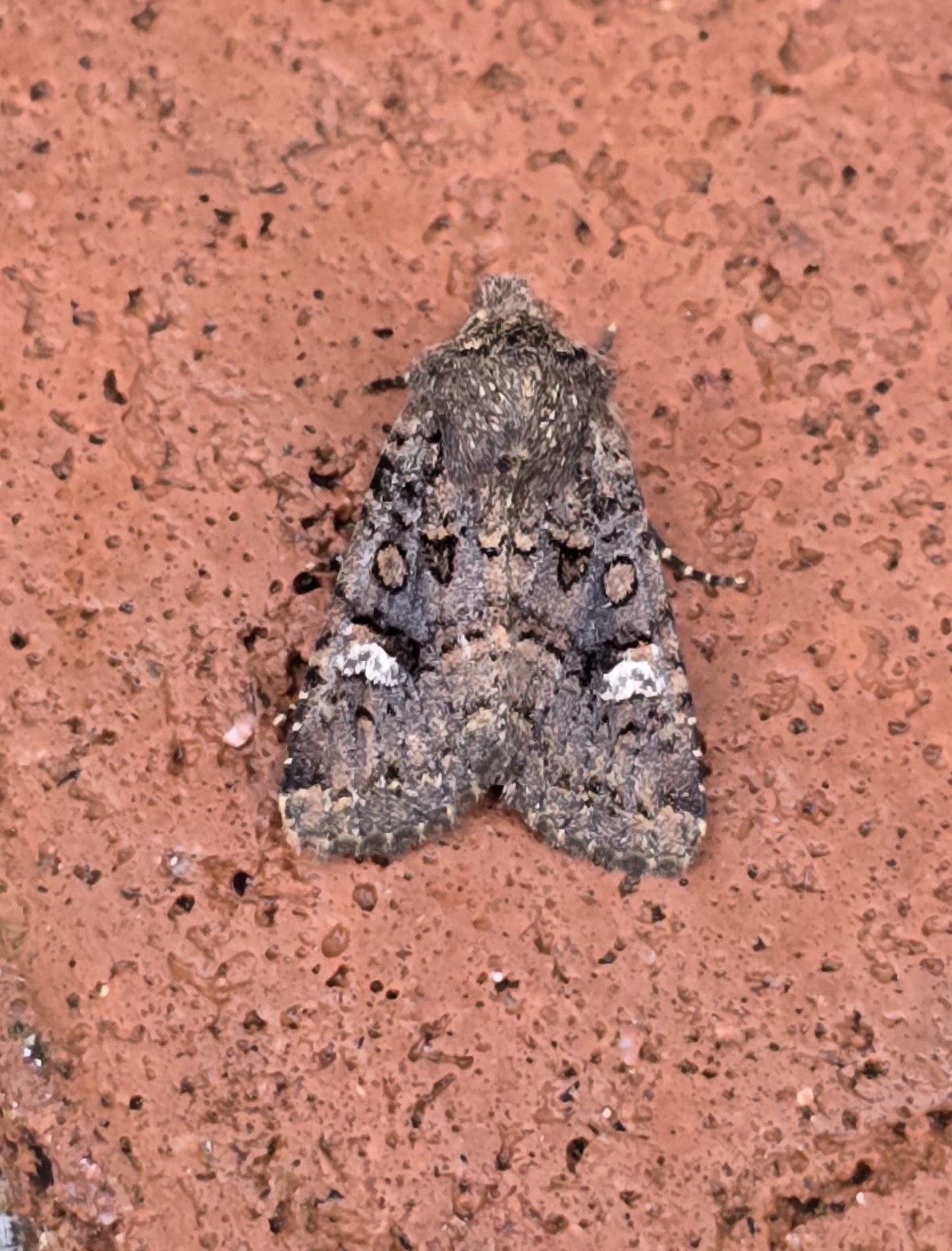 Photo of Oak Rustic (Dryobota labecula)